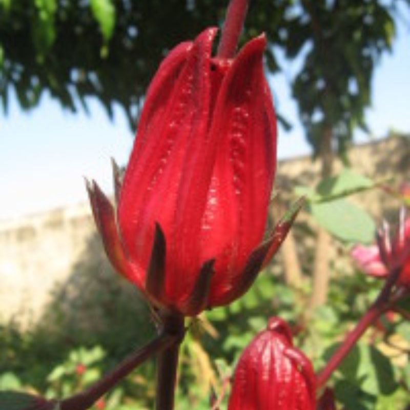 ibisco-new-1