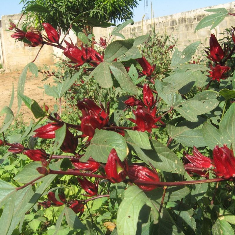 ibisco-new-4